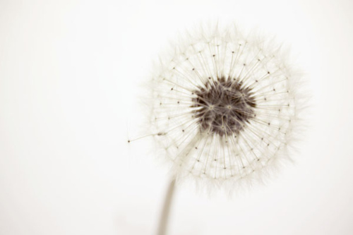 dandelion, flower and nature