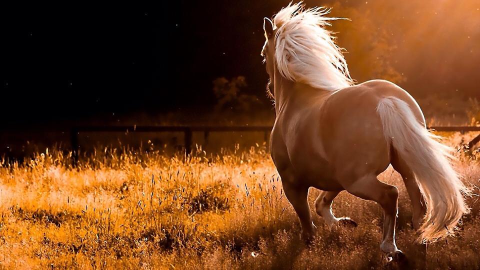 horse love, horse riding and horses