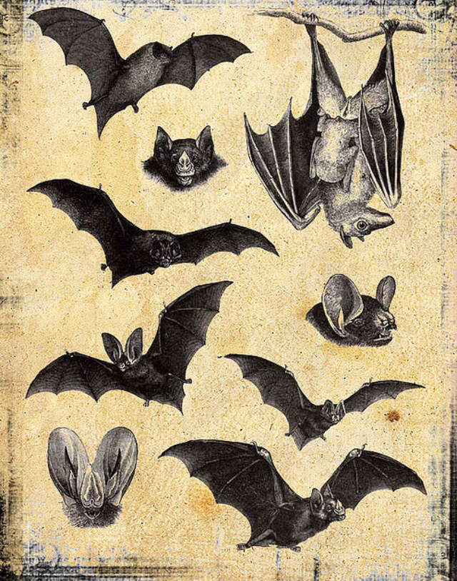 art, bat and bats