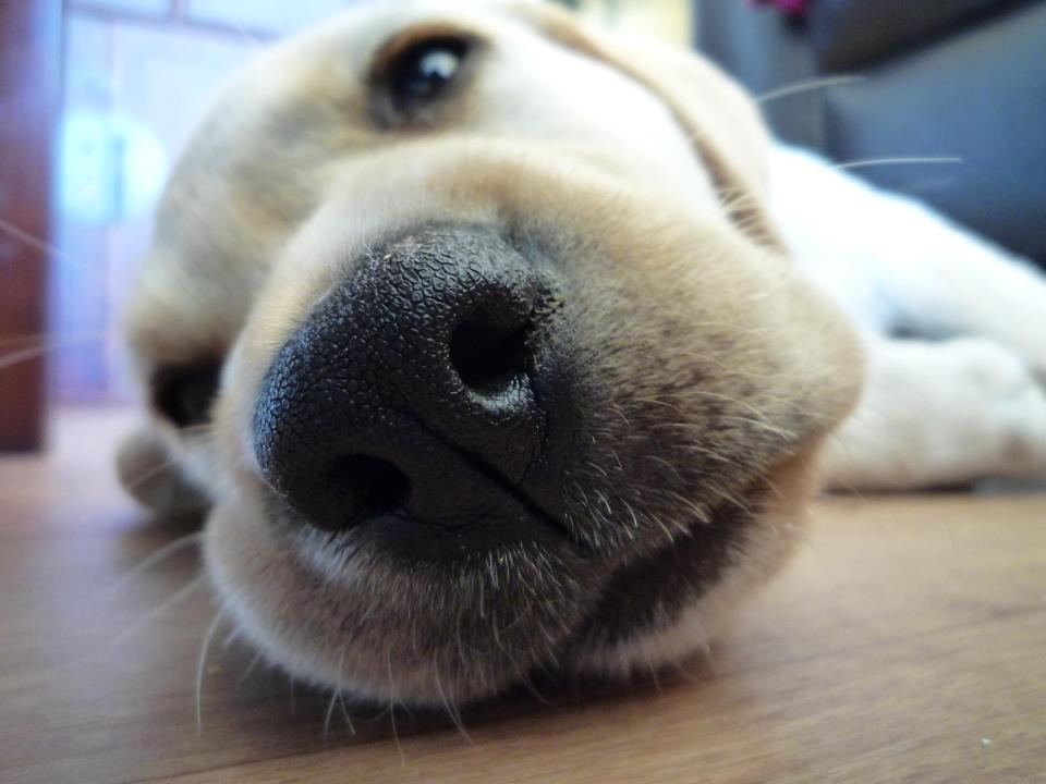 animal, cute and dog
