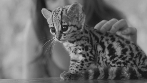animal,  animals and  beautiful