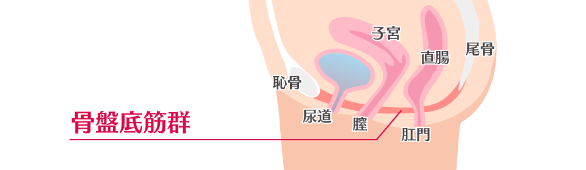 骨盤底筋群