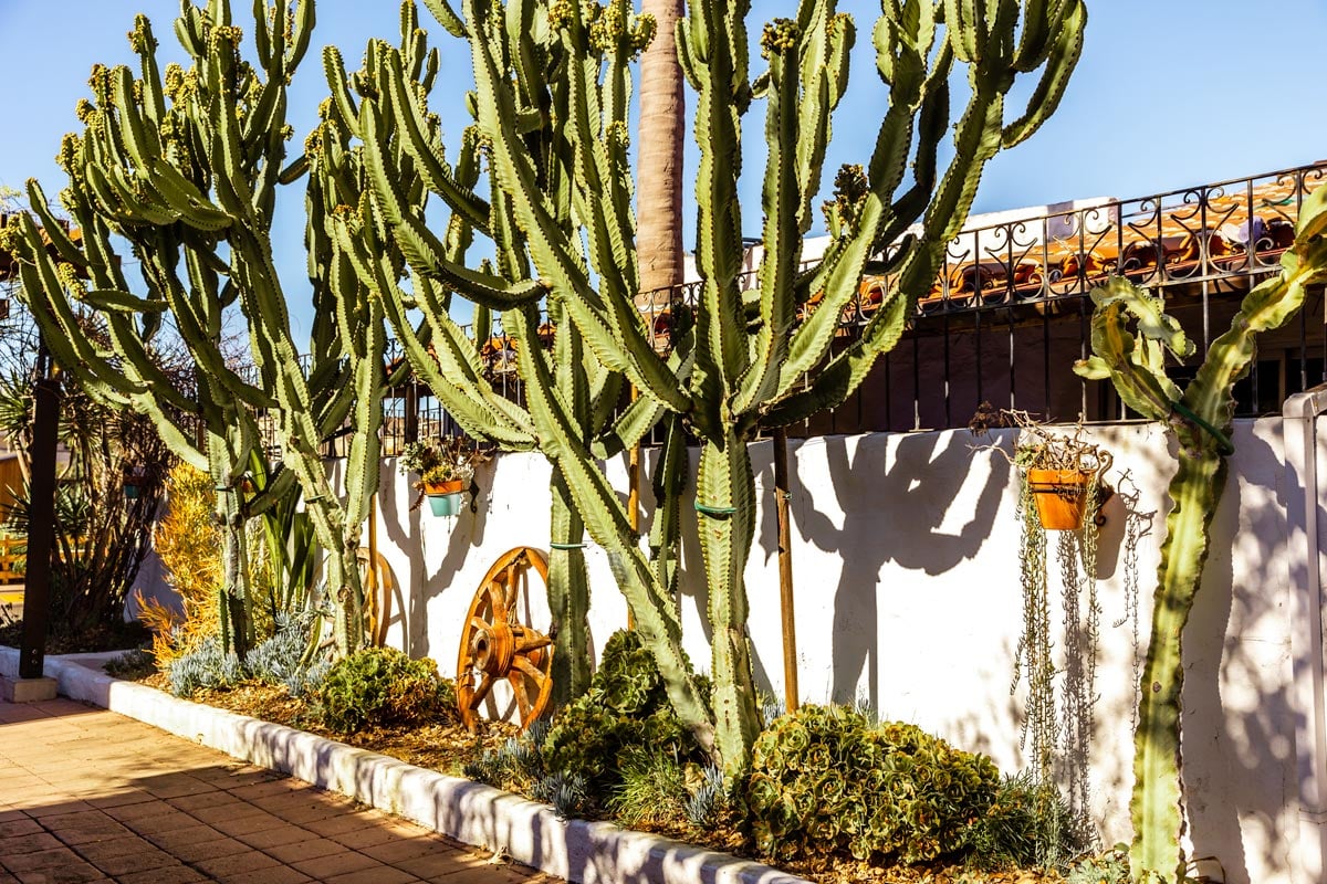 Cactus garden at the entrance of the Old Town San Diego