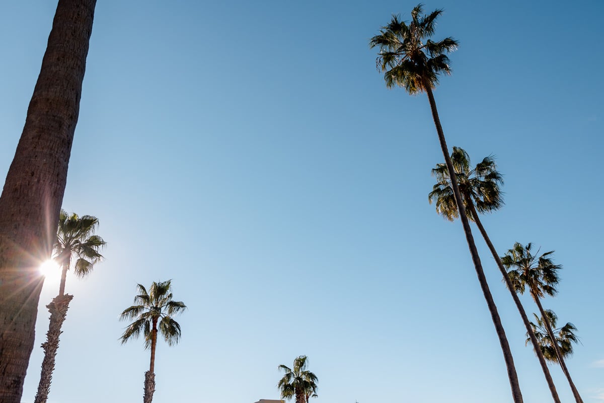 Looking up towards Palm Trees in San Diego