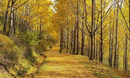 50여년 만에 첫 일반 공개…‘비밀의 은행나무숲’