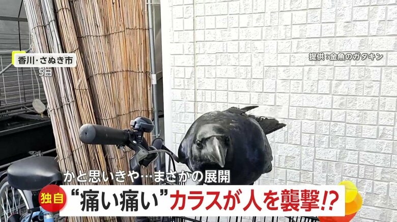 【独自】「痛い痛い」カラスが襲撃と思いきや…まるでペット　手乗り披露し“コミュ力”高め「友達になれると思ってなかった」　香川・さぬき市｜FNNプライムオンライン