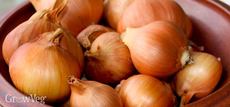 Bowl of shallots