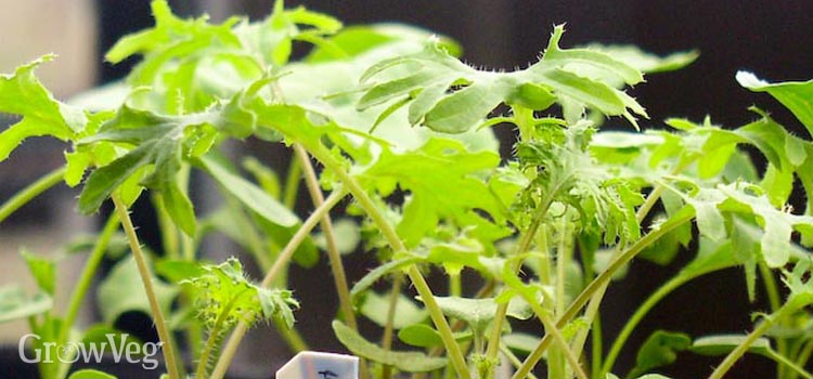 Kale seedlings