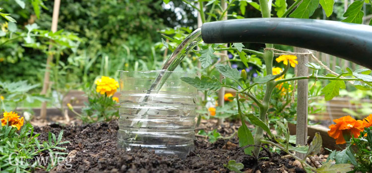 Homemade drip irrigation using an old plastic bottle