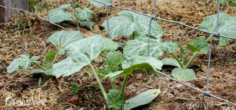 Squash - an ideal summer crop