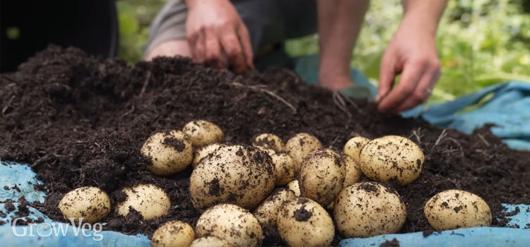 Harvesting potatoes