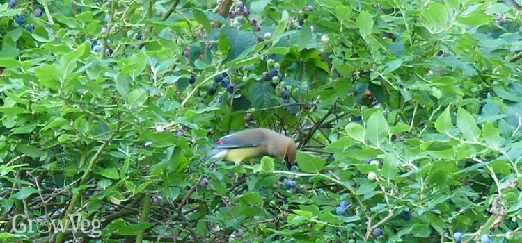 Waxwings on a Blueberry bush