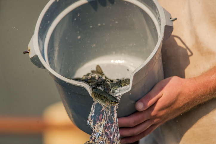 【写真】放流で魚は増えるのか？