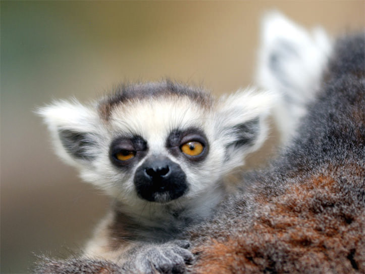 どう見ても二日酔いにしか見えない動物17選