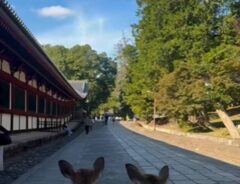 奈良公園とシカの写真