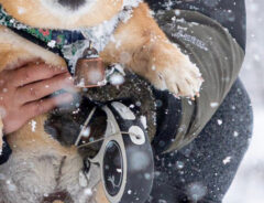 柴犬の写真