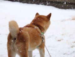 柴犬と雪合戦　飼い主が投げた一球に…？　「違う、そうじゃない」「じわじわくる」