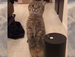 お父さんが買ってきた加湿器が気になりすぎて　子猫ちゃん、よく伸びる