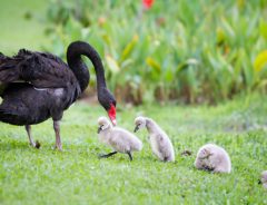 町に現れた白鳥の親子　道路を横断しようとして驚きの行動に出る