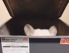 チンチラがBOXからチラチラ…　見ていて飽きない動画にハマる人が続出