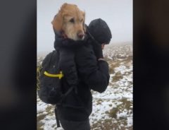 真冬の山の頂上で凍えていた大型犬をハイカーが背負って下山　「涙が出た」