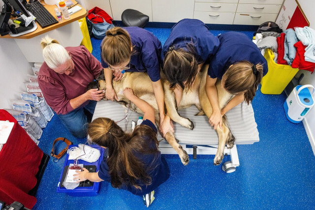 犬の血液バンク、他の犬の命を救う「ヒーローたち」