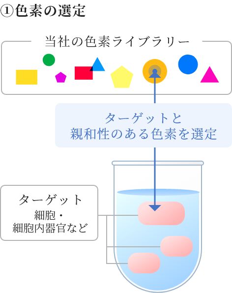 ①色素の選定