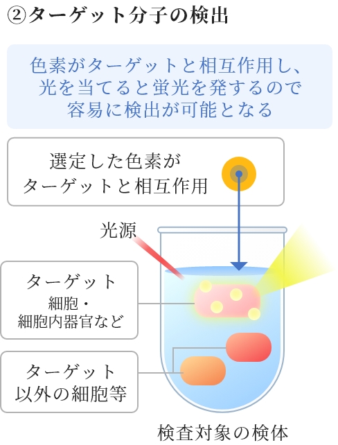 ②ターゲット分子の検出