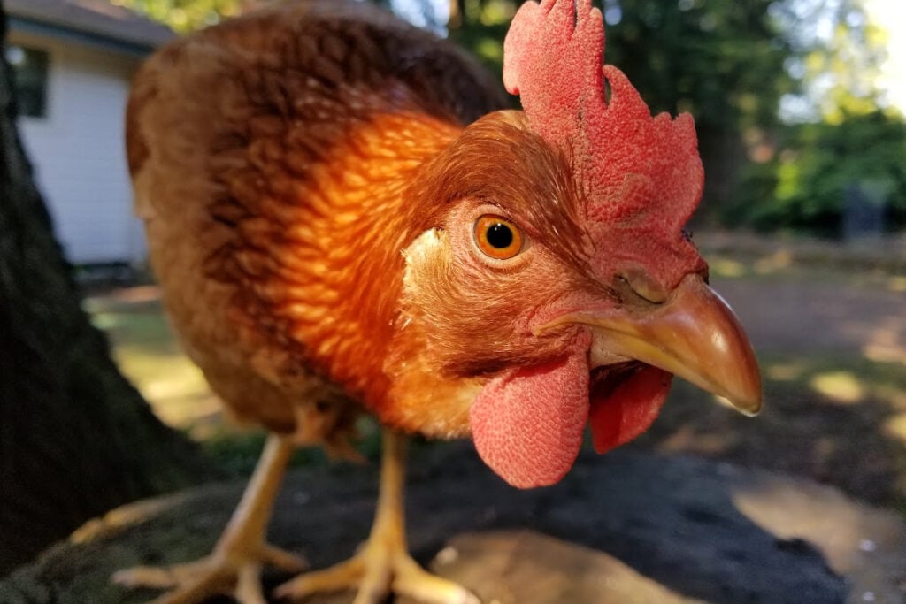 close up view of brown hen.