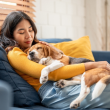 Adorable Beagle dog puppy sleeping on young female owner's shoulder. Attractive woman spend leisure time and petting on her pet animal that lying down with gentle and happiness in living room at home.