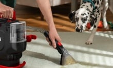 Dalmatian dog looks at Dirt Devil Portable Spot cleaning carpet