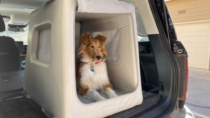 A rough collie puppy sitting in a gray inflatable crate in a black car