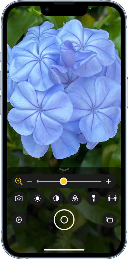 The Magnifier screen showing a close-up of a flower.