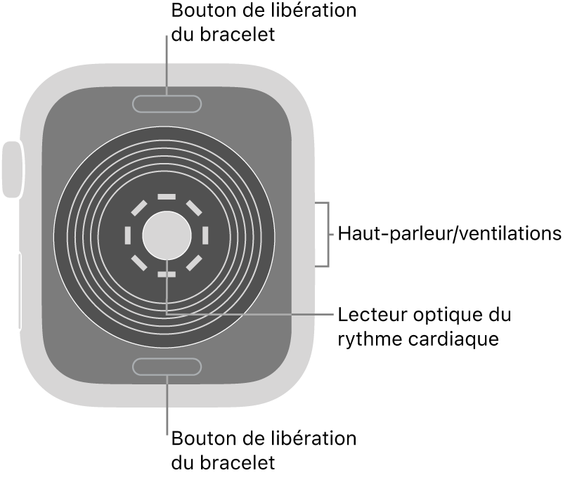 Le dos de l’Apple Watch SE, avec les boutons de retrait du bracelet en haut et en bas, le capteur de fréquence cardiaque optique au centre, puis le haut-parleur et les évents sur le côté.