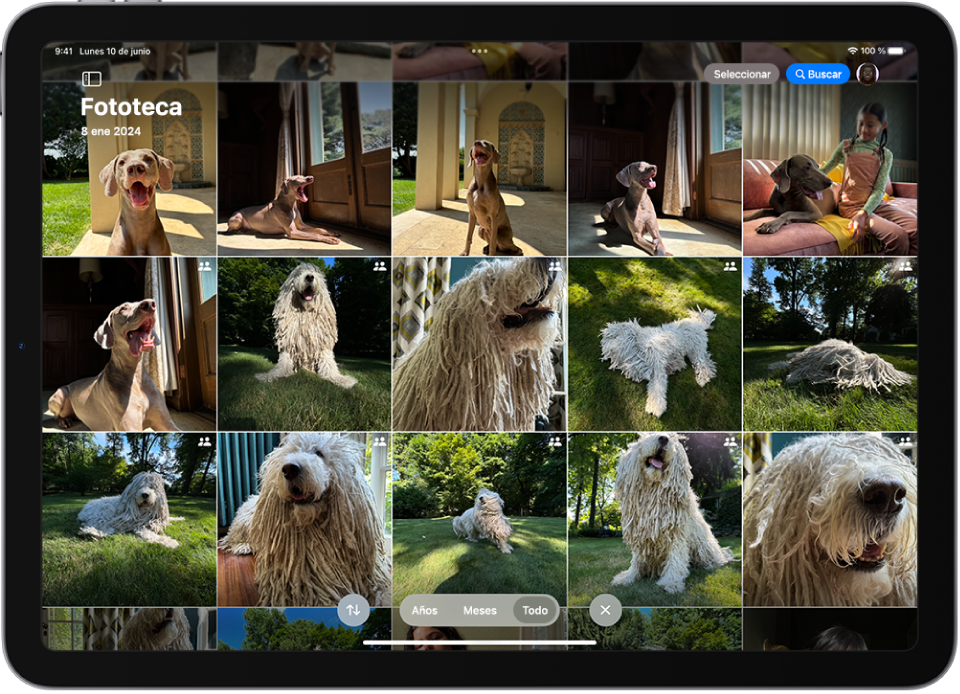 Una pantalla muestra una fototeca de iCloud con fotos de perros.