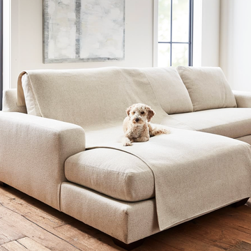 a dog sitting on a couch