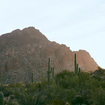 dove mountain