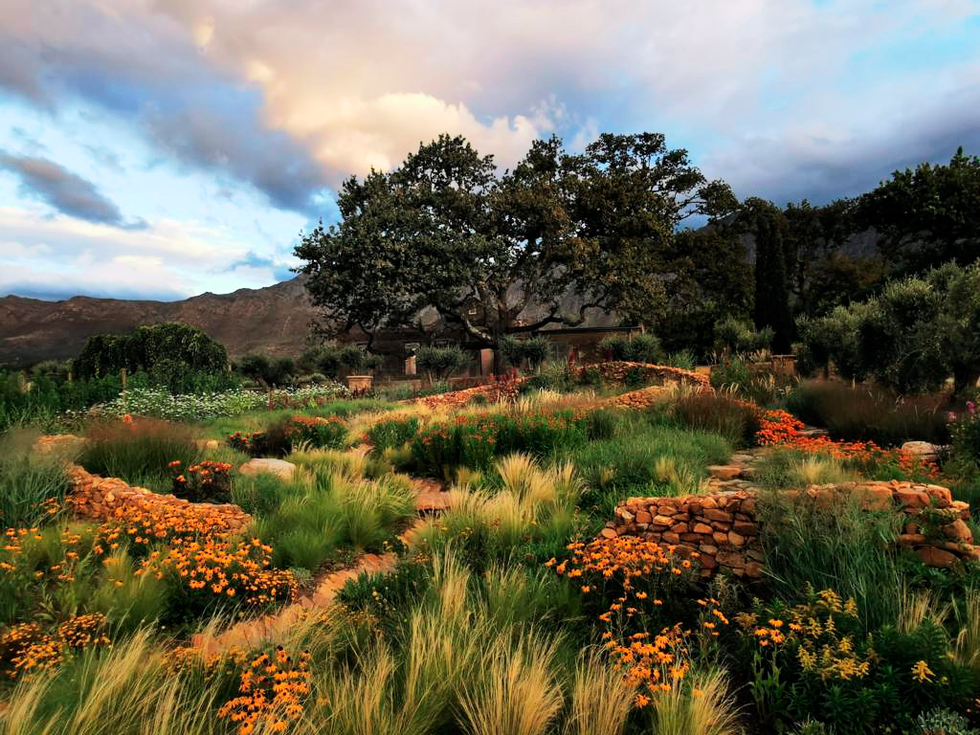 trees and plants at sterrekopje healing farm in south africa