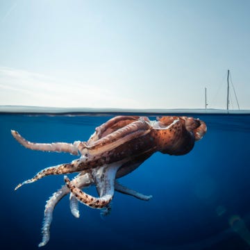 the squid has most likely escaped from being hunted by  sperm whales which feed in the area