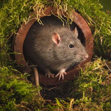 a close up portrait of a rat as it emerges from a drain pipe its head and paws are exposed as it looks out cautiously