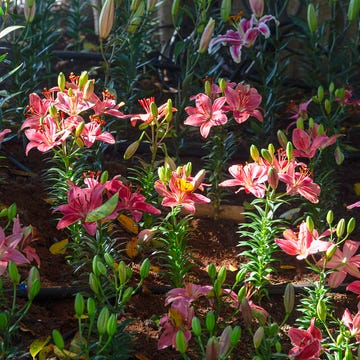 beautiful spring multicolored lily flowers in the garden under big trees