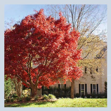 a tree with red leaves