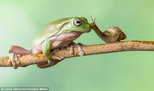 The snail reaches out as the frog seems happy to give the mollusc a helping head