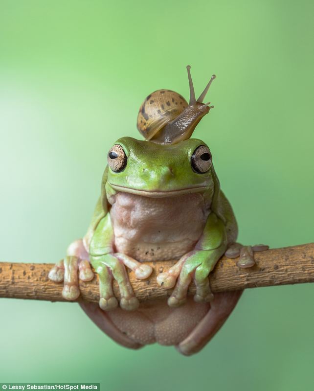 Top o' the world, ma, top o' the world: The snail sits happily on the amphibian's head