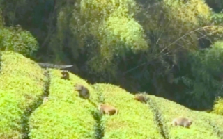 梨山獼猴啃茶咬果 農民架電網驅趕