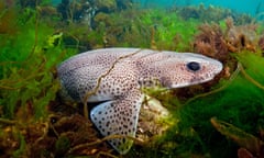 Lesser spotted catshark/dogfish (Scyliorhinus canicula) hiding amongst sea weeds, Babbacombe Bay, Devon, UK.