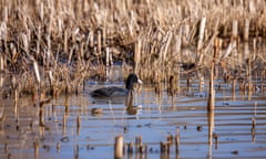 Coot swimming at wetland, Warnham, Horsham.