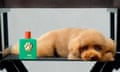 A brown bichon frisé sits on a chair next to the green bottle of dog scent