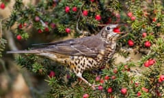 Mistle thrush (Turdus viscivorus) on a yew tree, UK.