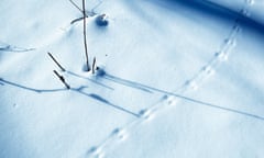 Mouse tracks and shadows on snow.